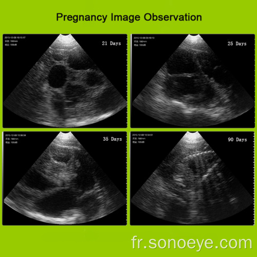 Scanner à ultrasons vétérinaire sans fil